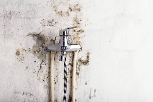 Best Mold Remediation  in Millersburg, OH