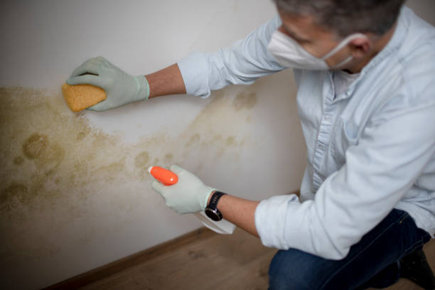 Millersburg, OH Mold Removal Company