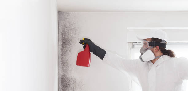 Best Black Mold Removal  in Millersburg, OH