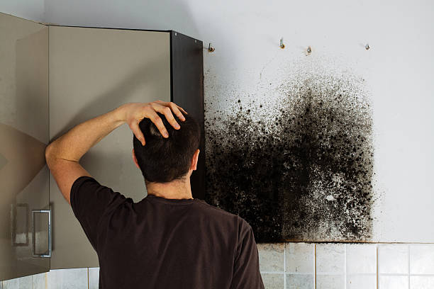 Best Mold Removal and Inspection  in Millersburg, OH