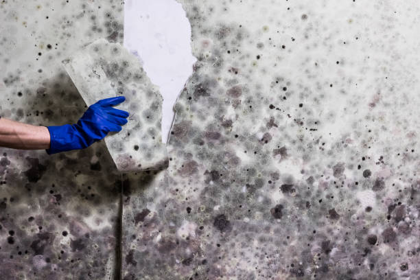 Best Residential Mold Removal  in Millersburg, OH
