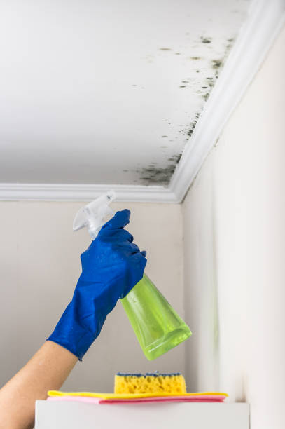 Best Home Mold Removal  in Millersburg, OH